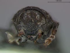 Myochrous sapucayensis by the Smithsonian. Used under a CC0 license.