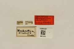 Neobrotica dentata by the Smithsonian. Used under a CC0 license.