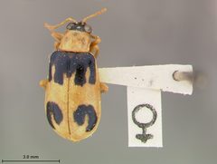 Neobrotica dentata by the Smithsonian. Used under a CC0 license.