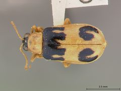 Neobrotica dentata by the Smithsonian. Used under a CC0 license.
