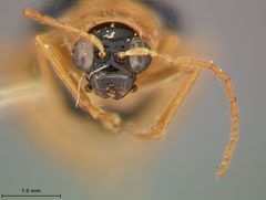Neobrotica dentata by the Smithsonian. Used under a CC0 license.