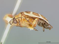 Neobrotica rogaguaensis by the Smithsonian. Used under a CC0 license.