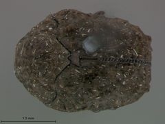 Neochlamisus bimaculatus by the Smithsonian. Used under a CC0 license.