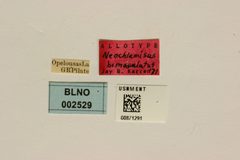 Neochlamisus bimaculatus by the Smithsonian. Used under a CC0 license.