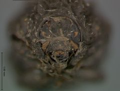 Neochlamisus bimaculatus by the Smithsonian. Used under a CC0 license.