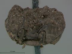 Neochlamisus bimaculatus by the Smithsonian. Used under a CC0 license.