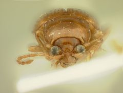 Neocrepidodera konstantinovi by the Smithsonian. Used under a CC0 license.