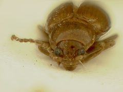 Neocrepidodera sublaevis by the Smithsonian. Used under a CC0 license.