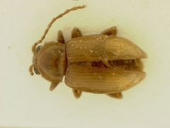 Neocrepidodera sublaevis by the Smithsonian. Used under a CC0 license.