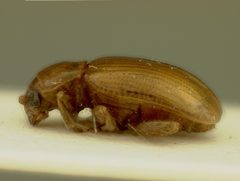 Neocrepidodera sublaevis by the Smithsonian. Used under a CC0 license.