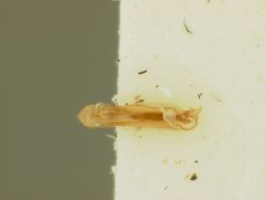 Neocrepidodera sublaevis by the Smithsonian. Used under a CC0 license.