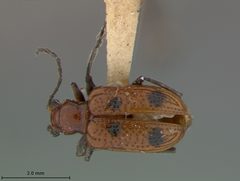 Neolema quadriguttata by the Smithsonian. Used under a CC0 license.