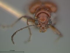 Neolema quadriguttata by the Smithsonian. Used under a CC0 license.