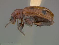 Neolema quadriguttata by the Smithsonian. Used under a CC0 license.