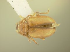 Nesaecrepida rufomarginata by the Smithsonian. Used under a CC0 license.
