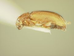 Nesaecrepida rufomarginata by the Smithsonian. Used under a CC0 license.