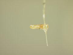 Nesaecrepida rufomarginata by the Smithsonian. Used under a CC0 license.
