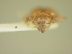 Nesaecrepida rufomarginata by the Smithsonian. Used under a CC0 license.