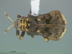 Octotoma intermedia by the Smithsonian. Used under a CC0 license.