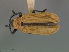 Odontota horni by the Smithsonian. Used under a CC0 license.