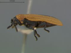 Odontota horni by the Smithsonian. Used under a CC0 license.
