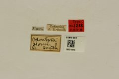 Odontota horni by the Smithsonian. Used under a CC0 license.