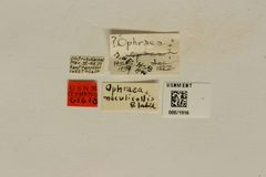 Ophraea maculicollis by the Smithsonian. Used under a CC0 license.