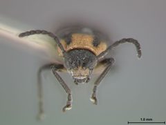 Ophraea maculicollis by the Smithsonian. Used under a CC0 license.