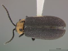 Ophraea maculicollis by the Smithsonian. Used under a CC0 license.