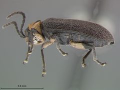 Ophraea maculicollis by the Smithsonian. Used under a CC0 license.