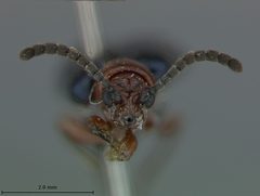 Oulema elongata by the Smithsonian. Used under a CC0 license.