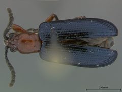 Oulema elongata by the Smithsonian. Used under a CC0 license.