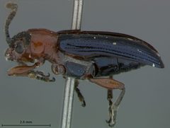 Oulema elongata by the Smithsonian. Used under a CC0 license.