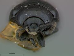 Phaedon americana by the Smithsonian. Used under a CC0 license.