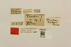 Phaedon barberi by the Smithsonian. Used under a CC0 license.