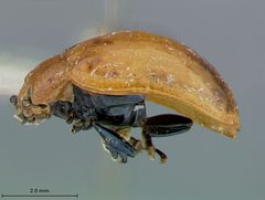 Phaedon barberi by the Smithsonian. Used under a CC0 license.