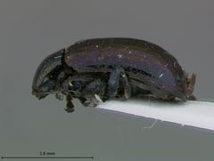 Phratora bicolor by the Smithsonian. Used under a CC0 license.