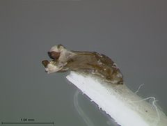 Phratora bicolor by the Smithsonian. Used under a CC0 license.