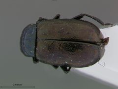 Phratora bicolor by the Smithsonian. Used under a CC0 license.