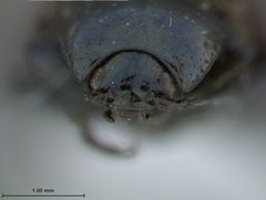 Phratora bicolor by the Smithsonian. Used under a CC0 license.