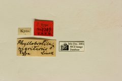 Phyllobrotica nigritarsis by the Smithsonian. Used under a CC0 license.