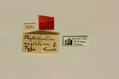Phyllobrotica nigritarsis by the Smithsonian. Used under a CC0 license.