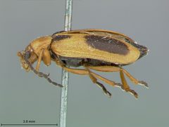 Phyllobrotica nigritarsis by the Smithsonian. Used under a CC0 license.