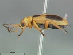Phyllobrotica nigritarsis by the Smithsonian. Used under a CC0 license.