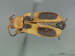 Phyllobrotica nigritarsis by the Smithsonian. Used under a CC0 license.