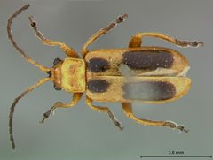 Phyllobrotica nigritarsis by the Smithsonian. Used under a CC0 license.