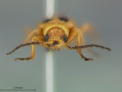 Phyllobrotica nigritarsis by the Smithsonian. Used under a CC0 license.