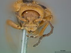 Phyllobrotica nigritarsis by the Smithsonian. Used under a CC0 license.