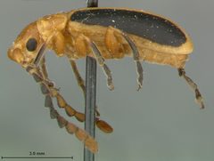 Phyllobrotica physostegiae by the Smithsonian. Used under a CC0 license.