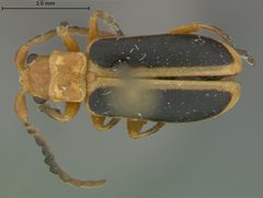 Phyllobrotica physostegiae by the Smithsonian. Used under a CC0 license.